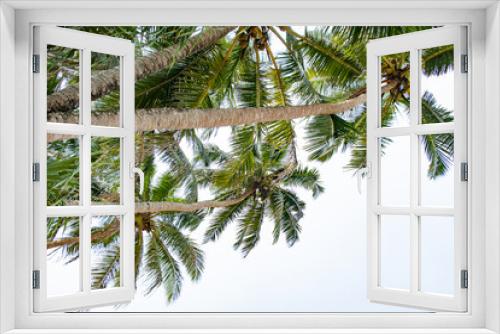 Fototapeta Naklejka Na Ścianę Okno 3D - Beautiful coconut trees by the ocean.