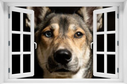 Fototapeta Naklejka Na Ścianę Okno 3D - Portrait of a husky dogs in the studio with black background