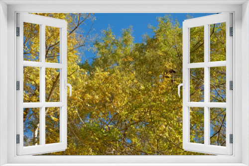 Fototapeta Naklejka Na Ścianę Okno 3D - Autumn Has Painted Beautiful Golden Hues On the Leaves of the Trees, Forming A Lush Relief Carpet. Photographed from A Wide Angle