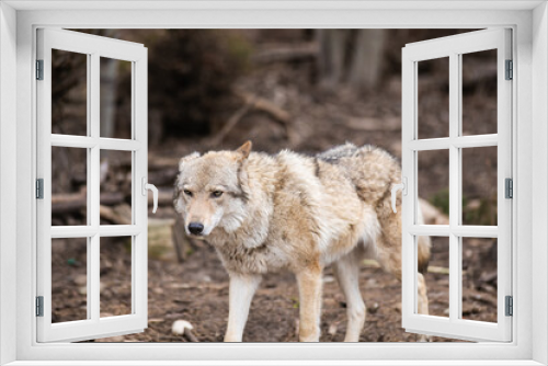 Fototapeta Naklejka Na Ścianę Okno 3D - gray wolf lupus