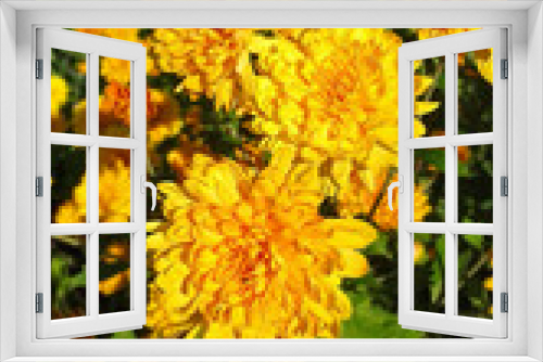 Fototapeta Naklejka Na Ścianę Okno 3D - Chrysanthemum flower, DOF