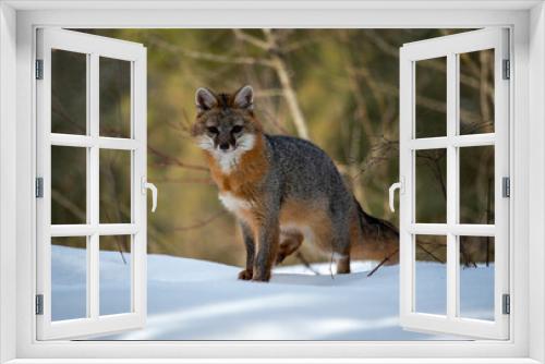 Fototapeta Naklejka Na Ścianę Okno 3D - Cross Fox on the prowl