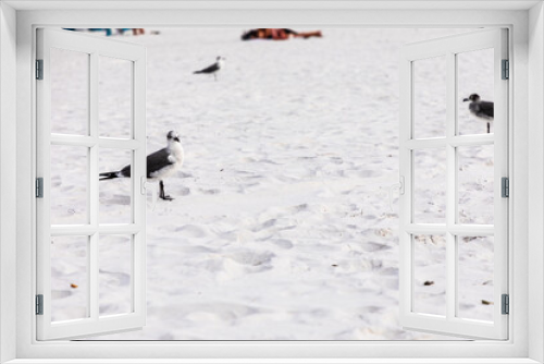 Fototapeta Naklejka Na Ścianę Okno 3D - Three seagulls standing in the sand on the beach
