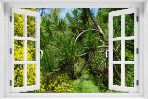 Fototapeta Naklejka Na Ścianę Okno 3D - Pinus radiata, the Monterey pine or insignis pine. Close-up of pinus branches. Sunny day in spring Arboretum Park Southern Cultures in Sirius (Adler) Sochi.