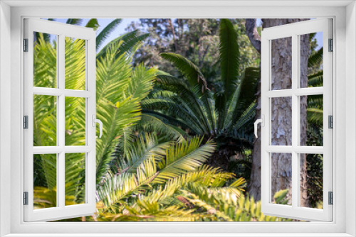 Fototapeta Naklejka Na Ścianę Okno 3D - Close up photo of palm in park