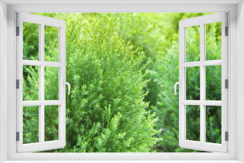 Fototapeta Naklejka Na Ścianę Okno 3D - Cypress branch, Sprigs of cypress. Christmas evergreen tree. Selective focus.