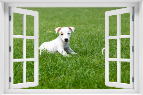 Fototapeta Naklejka Na Ścianę Okno 3D - Jack Russel puppy dog on green grass