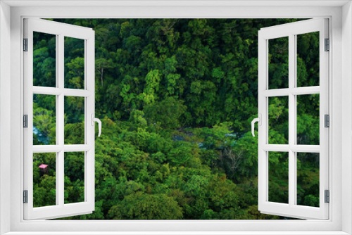 Fototapeta Naklejka Na Ścianę Okno 3D - La selva de la reserva de la biosfera de Los Tuxtlas, lleno de biodiversidad, esta área natural protegida se ubica en Veracruz, México.