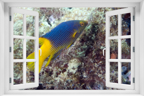 Fototapeta Naklejka Na Ścianę Okno 3D - Spanish Hogfish, Bodianus rufus