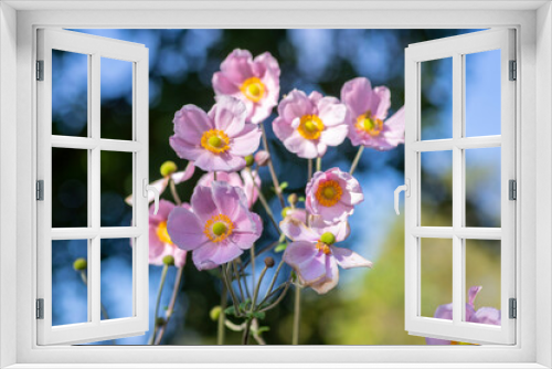 Fototapeta Naklejka Na Ścianę Okno 3D - Anemone hupehensis praecox pink petal simplicity flowering plant, windflowers flowering plants in the garden