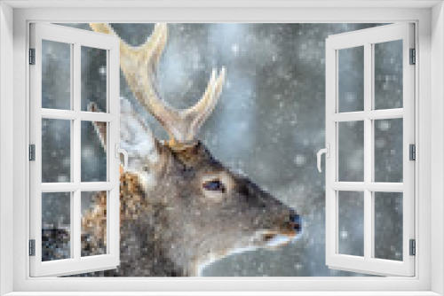 Fototapeta Naklejka Na Ścianę Okno 3D - Roe deer portrait in the winter forest. Animal in natural habitat