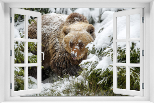 Fototapeta Naklejka Na Ścianę Okno 3D - Close wild big brown bear in winter forest
