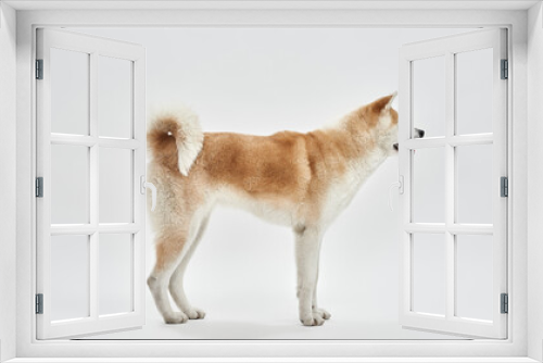 Fototapeta Naklejka Na Ścianę Okno 3D - Side view of beautiful Shiba Inu dog looking away