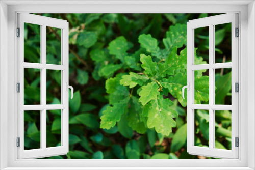 Fototapeta Naklejka Na Ścianę Okno 3D - Close up of green oak leaves.