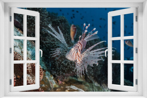 Fototapeta Naklejka Na Ścianę Okno 3D - lyon fish in aquarium over a coral reef
