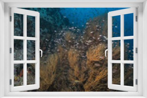 Fototapeta Naklejka Na Ścianę Okno 3D - Underwater blue ocean over a garden hard coral reef