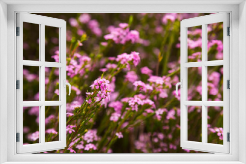 Fototapeta Naklejka Na Ścianę Okno 3D - Close up of small pink flowers confetti bush coleonema pulchellum