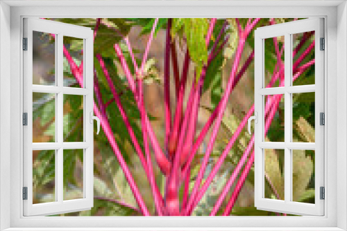 Fototapeta Naklejka Na Ścianę Okno 3D - Abstract nature background of red/pink plant stems on a sunny day in a fall garden
