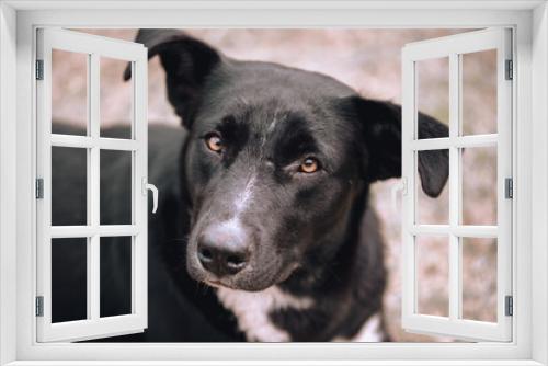 Fototapeta Naklejka Na Ścianę Okno 3D - black dog with ears sticking up and head sideways on blurred background