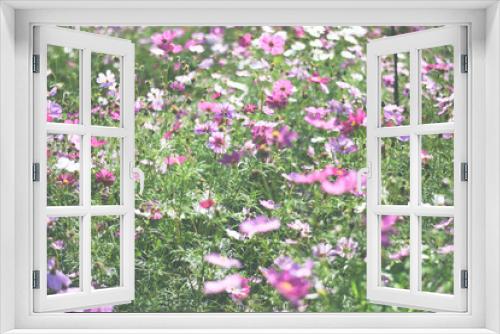 Fototapeta Naklejka Na Ścianę Okno 3D - colorful cosmos flower field background 