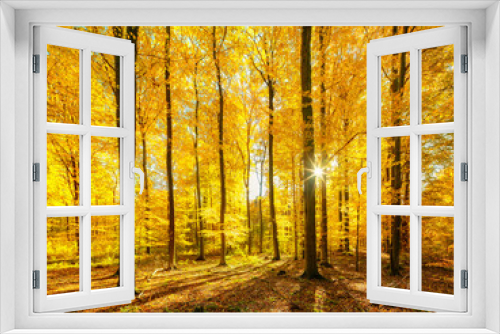 Fototapeta Naklejka Na Ścianę Okno 3D - Bright Sunny Forest of Old Beech Trees in Full Autumn Colour