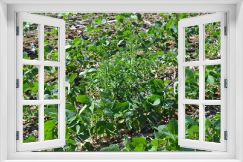 Fototapeta Naklejka Na Ścianę Okno 3D - No-till soybean plantation infested with weeds