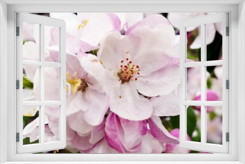 Fototapeta Naklejka Na Ścianę Okno 3D - apple flower