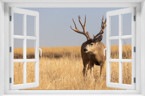Fototapeta Naklejka Na Ścianę Okno 3D - Mule Deer Buck During the Rut in Colorado in Autumn