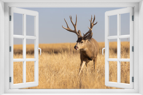 Fototapeta Naklejka Na Ścianę Okno 3D - Mule Deer Buck During the Rut in Colorado in Autumn