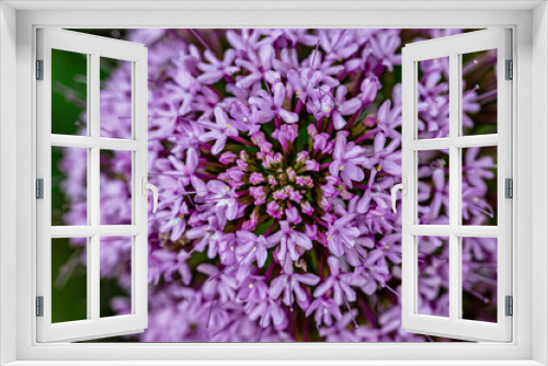 Fototapeta Naklejka Na Ścianę Okno 3D - close up of a purple flower