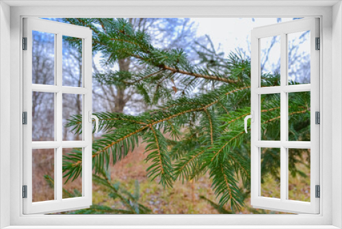 Fototapeta Naklejka Na Ścianę Okno 3D - A lone Christmas tree and its fluffy spruce branches of a bright green color.