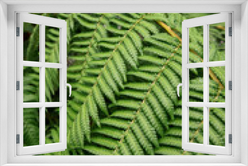 Fototapeta Naklejka Na Ścianę Okno 3D - Fern leaf texture