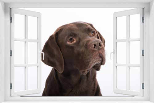 Fototapeta Naklejka Na Ścianę Okno 3D - Hundekopf vor weissem Hintergrund