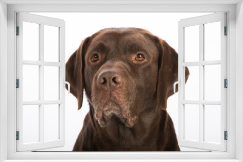 Fototapeta Naklejka Na Ścianę Okno 3D - Portrait eines Hundes vor weissem Hintergrund