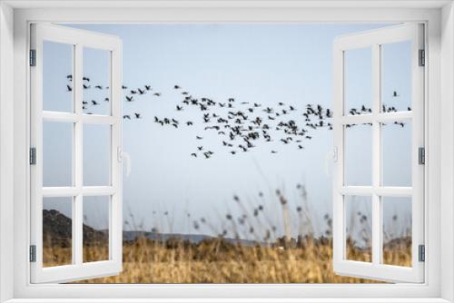 Fototapeta Naklejka Na Ścianę Okno 3D - Migracion de aves 