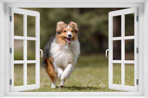 Fototapeta Naklejka Na Ścianę Okno 3D - Fast speed dog. Red dog in nature Fluffy Sheltie outdoor. Domestic pet on a walk. Dog running. 