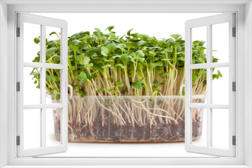Fototapeta Naklejka Na Ścianę Okno 3D - radish sprouts path isolated on white