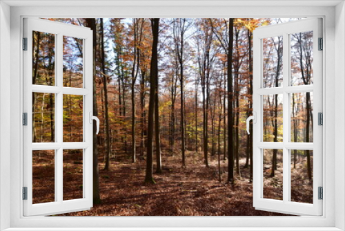 Fototapeta Naklejka Na Ścianę Okno 3D - Herbstlicher Buchenwald im Nationalpark Hunsrück-Hochwald