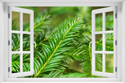 Fototapeta Naklejka Na Ścianę Okno 3D - Background from fir branches of a christmas tree for a new year card