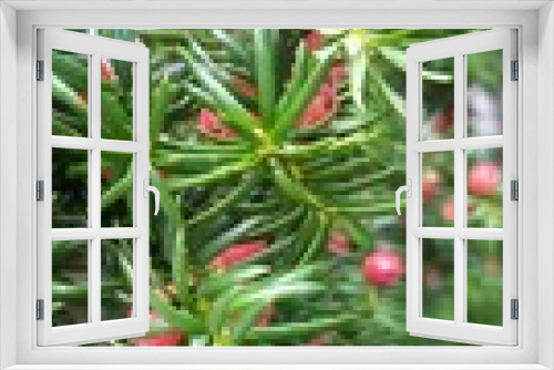 Fototapeta Naklejka Na Ścianę Okno 3D - christmas branches