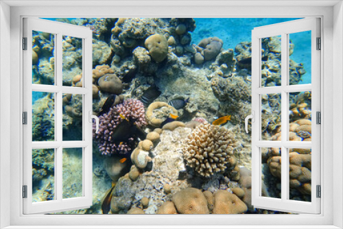 Fototapeta Naklejka Na Ścianę Okno 3D - Amazing underwater world of the Red Sea tropical fish of different colors collect food near the coral