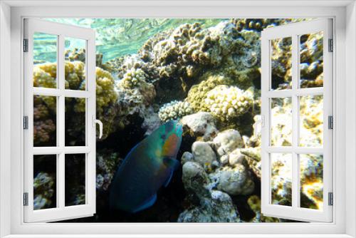 Fototapeta Naklejka Na Ścianę Okno 3D - Amazing underwater world of the Red Sea beautiful tropical fish hid in the corals and looks out
