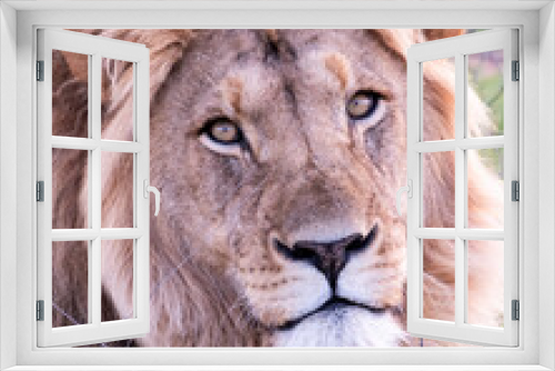 Fototapeta Naklejka Na Ścianę Okno 3D - Lions in South Africa 