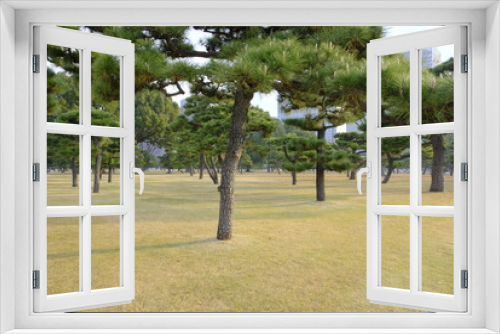 Fototapeta Naklejka Na Ścianę Okno 3D - Pine trees in Marunouchi, Tokyo, 12/12/2021