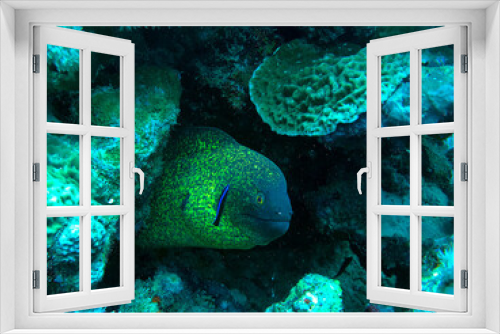 Fototapeta Naklejka Na Ścianę Okno 3D - yellow margin moray eel
