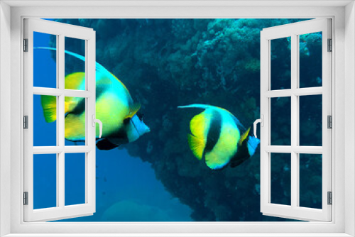 Fototapeta Naklejka Na Ścianę Okno 3D - Bannerfish
