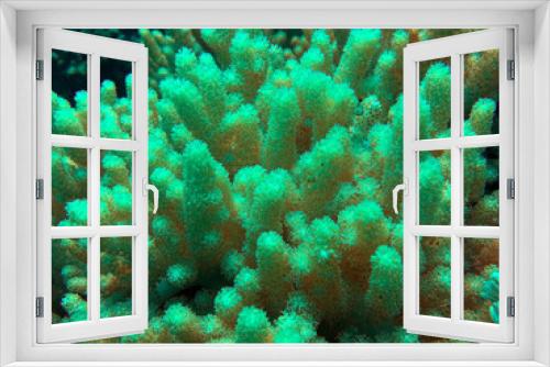 Fototapeta Naklejka Na Ścianę Okno 3D - Soft coral