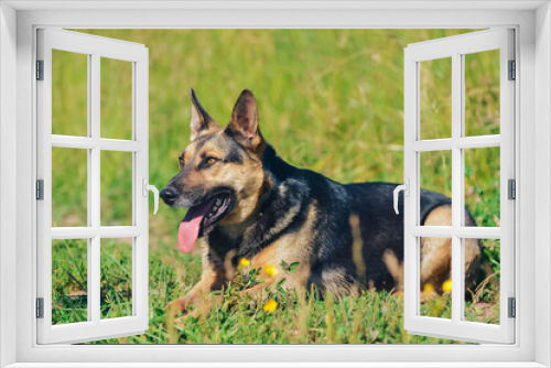 Fototapeta Naklejka Na Ścianę Okno 3D - the dog lies and smiles in the grass