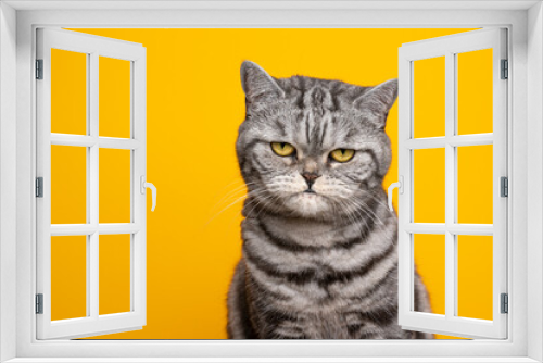 Fototapeta Naklejka Na Ścianę Okno 3D - silver tabby british shorthair cat portrait looking serious or angry