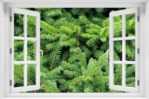 Fototapeta Naklejka Na Ścianę Okno 3D - green fir branches with visible details. background